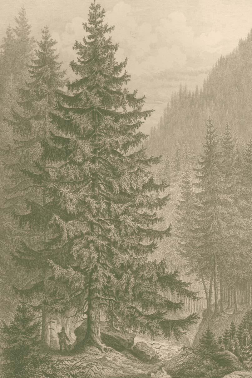 Smrk ztepil Picea abies (F. A. Roßmäßler, Der Wald, 1863).