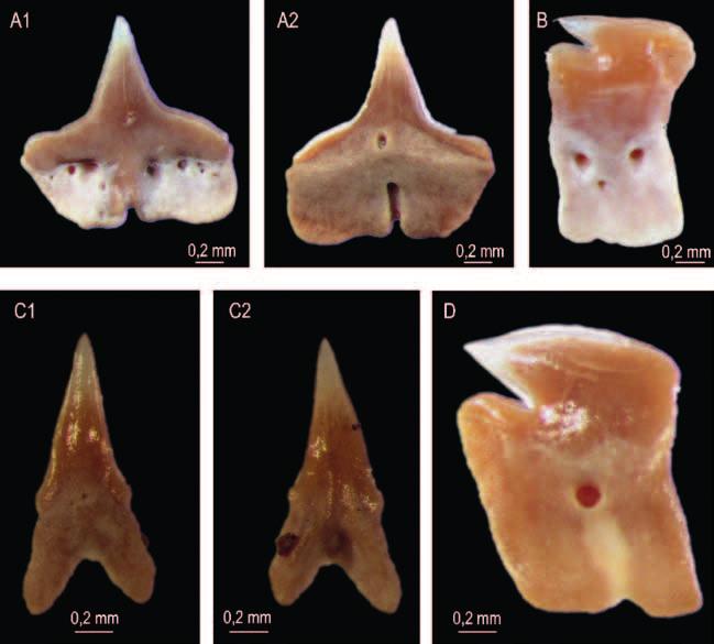 Obr. 4: Žraločí zuby, lokalita Divišova, Brno. A Deania sp., zub horní čelisti, 1: labiální strana, 2: linguální strana; B Paraetmopterus sp., zub spodní čelisti, labiální strana; C Squaliolus sp.