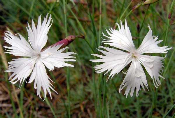 Záchranný program pro hvozdík písečný český (Dianthus arenarius subsp.