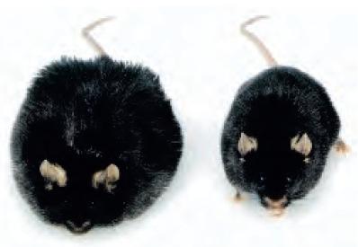 Úplné chybění leptinu v lidském organizmu způsobené mutací leptinového genu vede k morbidní obezitě spojené s inzulínovou rezistencí.