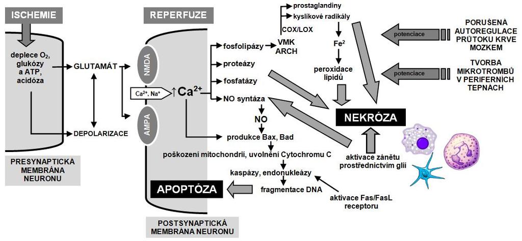 Obrázek 1 Celulární a subcelulární mechanizmy poškození mozku po srdeční zástavě.