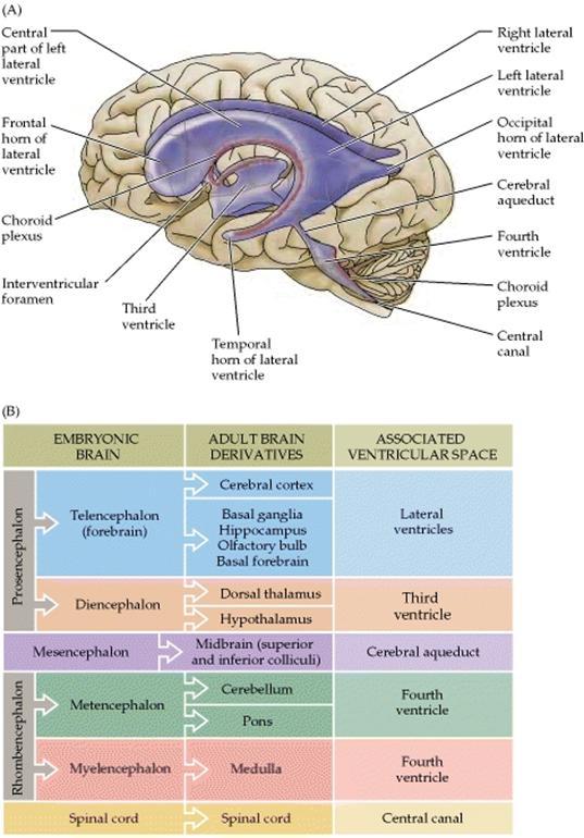 Obr. 2.1.1 Schéma anatomie komorového systému mozku a jeho embryonální původ. (126) 2.2 Cévní zásobení CNS Získávání energie v mozku je přímo závislé na přísunu dostatečného množství glukózy krví.