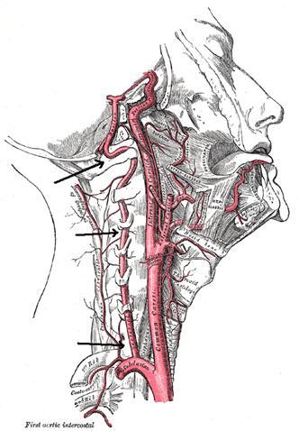 carotis interna se po průchodu skrz canalis caroticus do intrakrania a sinus cavernosus do subarachnoidálního prostoru dělí na konečné větve a. cerebri media a a. cerebri anterior. Obě aa.