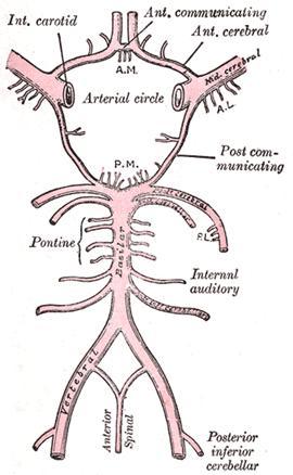 Na bazi mozku tedy vzniká tepený okruh circulus arteriosus tzv. Willisův okruh. Jedná se vlastně o čtyřnásobné jištění cévního zásobení mozku.