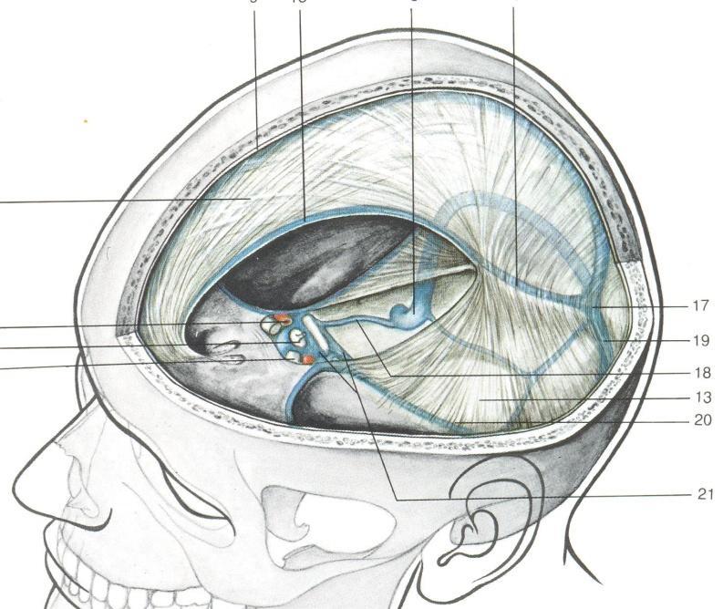 rychlostí požadavků na jeho potřebu. Kolaterály je možno rozdělit na fyziologické kam patří leptomeningeální spojky, a. ophtalmica, a. communicans anterior a a. communicans posterior.