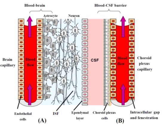 mmhg způsobí zvýšení CBF o 2-3% (mezi 20-80 mmhg) Dalším kompenzatorním mechanismem je zvýšená extrakce kyslíku z krve, která může dosáhnout až hodnoty 100%.