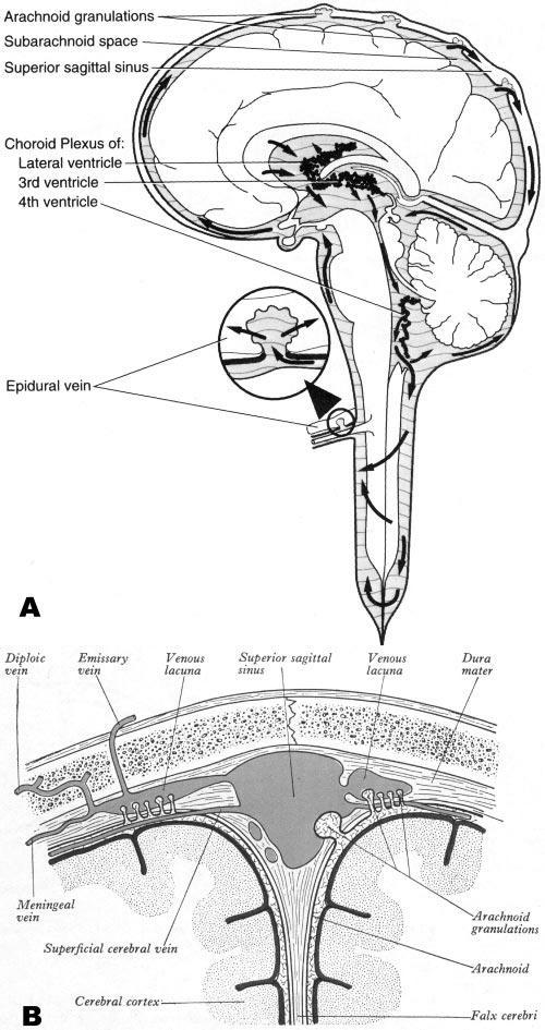 Obr. 5.2.1 Anatomický předobraz vypracovaného kompartmentovéh modelu s naznačenou cirkulací CSF (54) Vlastní schéma modelu je pak prezentováno obrázkem 5.2.2. Oddíl s označením 1 nahrazuje komorový systém.