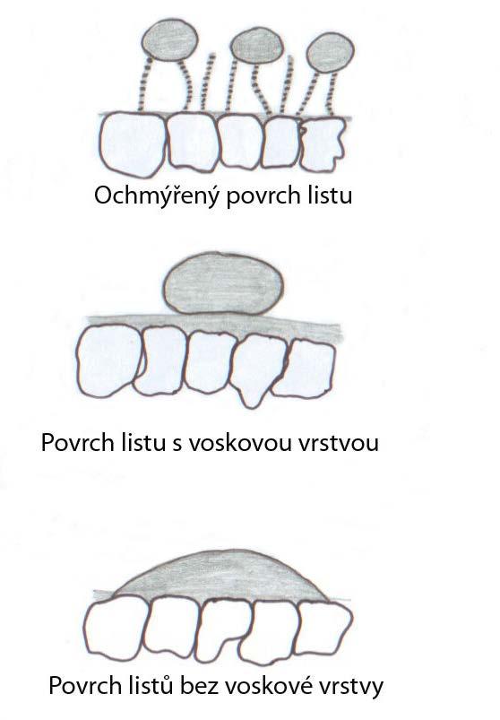 Sulfonylmočoviny Proč použít smáčedlo WG formulace je potřeba aplikovat společně se smáčedlem (tak jak je