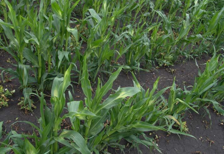 je třeba provést do fáze 6 (8) listů kukuřice extrémní