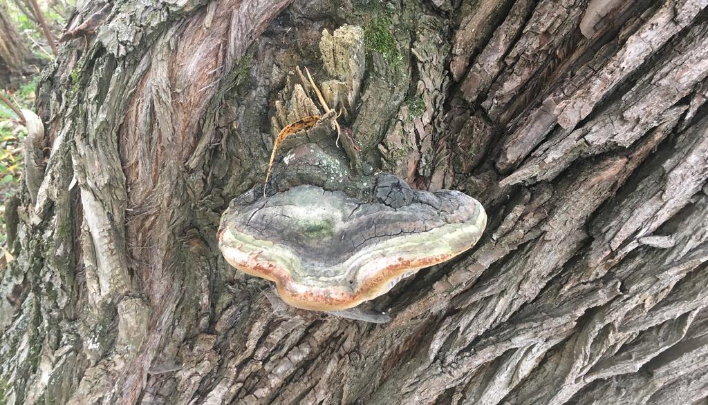 Dřevní houby v arboristické praxi Ohňovec obecný (Phellinus igniarius) Pokud přicházíte ke staré vrbě, můžete s vysokou mírou jistoty očekávat, že na ní naleznete hnědavé bochánkovité až konzolovité