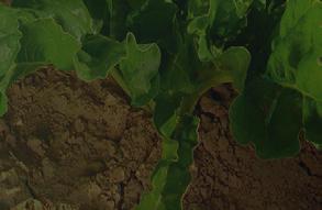 There are discussed the possibilities in chemical pest control and