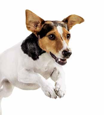 ZDARMA IAMS Naturally DOG mrazem sušené