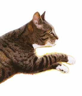 kostky 25g IAMS Naturally CAT mrazem