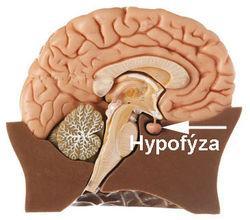 Hormony Podvěsek mozkový = hypofýza řídí uvolňování dalších hormonů růstový hormon