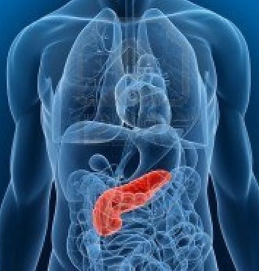 Hormony Slinivka břišní ostrůvky (Pankreas) Inzulin udrţování stálé hladiny