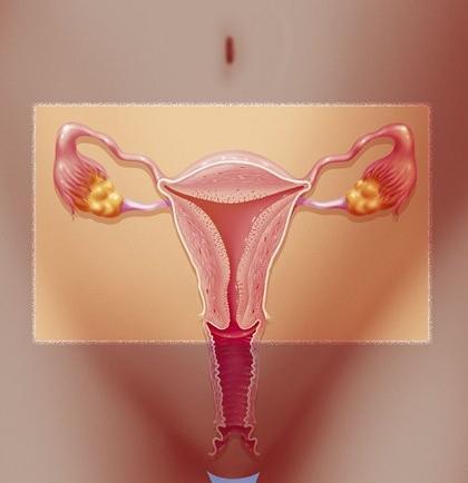 Hormony Vaječníky Estrogen, progesteron: ţenské pohlavní