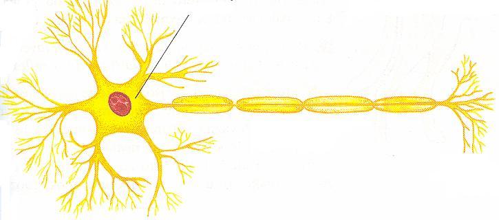 NEROVOVÁ SOUSTAVA Základní stavební jednotka: nervová buňka - NEURON tělo neuronu s