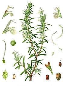 Přípravky Indikace Obsahové látky Droga Folium rosmarini Silice cineol, kafr, pinen, borneol, limonen, triterpeny, hořčiny,