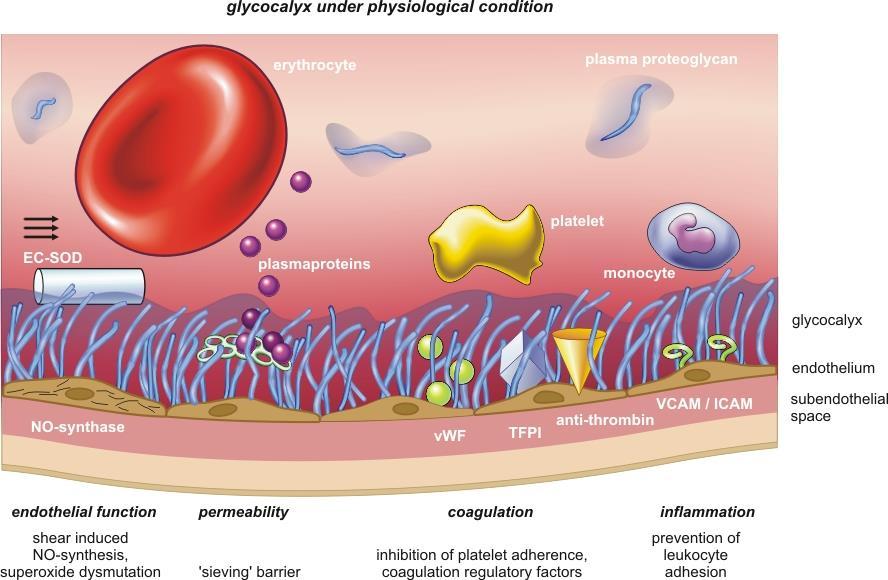Healthy GCX and its functions