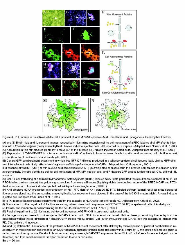 PD=plasmodesm NCAP = non cell autonom. prot.