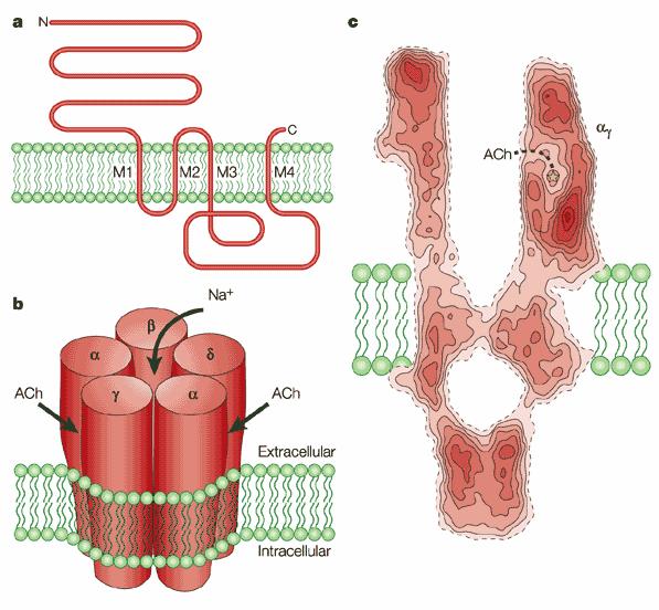 Obr. 4: Nikotinový acetylcholinový receptor.