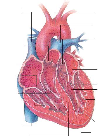 SRDCE Vena cava superior arcus aortae truncus