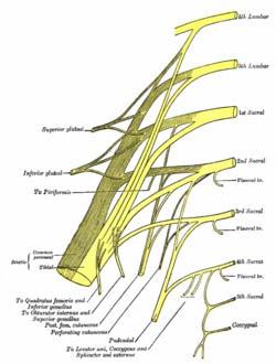 Obecná část 2.3.5.2 Plexus sacralis Je tvořen rami ventrales míšních nervů L 4 -S 4. Konečnými větvemi jsou: - n. gluteus superior - n. ischiadicus - n. gluteus inferior - n.