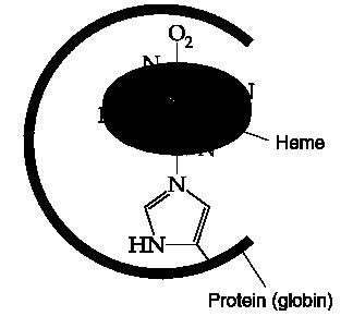 Přenos kyslíku a CO 2 hemoglobin + O 2 Fe 2+ vysokospinové oxyhemoglobin Fe 2+