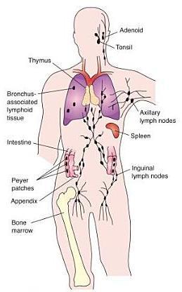 Figure 2: Central and peripheral lymphoid organs and tissues Source: Essentials of Pathophysiology: Concepts of Atered Health States (Porth 2010) The thymus is a flat, bilobed and elongated organ