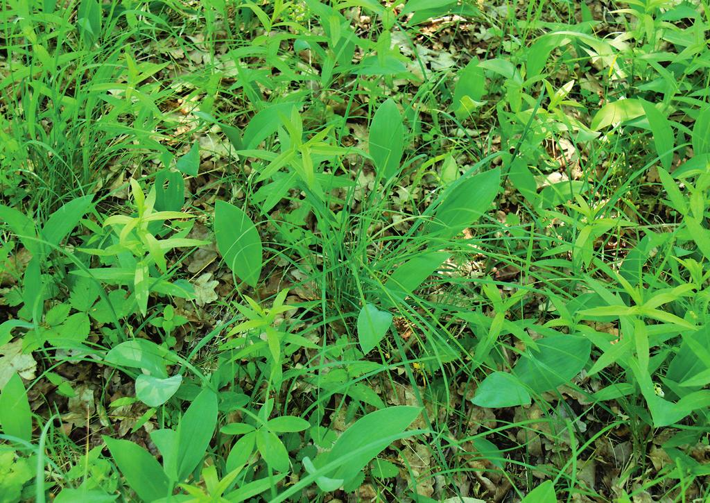 Thermophilous forest with Quercus robur on a sandy plain in Dúbrava Wood near Hodonín, southern Moravia. Obr. 146. Carici fritschii-quercetum roboris.