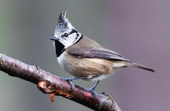 Sýkora uhelníček Periparus ater Sýkora parukářka Lophophanes cristatus Malý druh sýkory s velkou