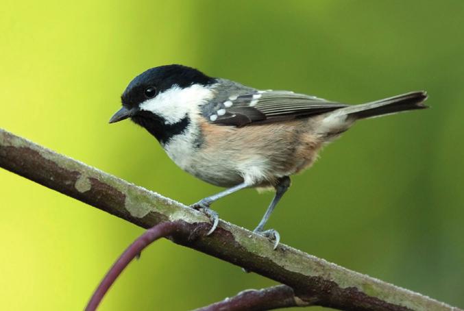 V potravě dospělých ptáků převažují stejnokřídlí a dále jsou zastoupeni brouci, dvoukřídlí,