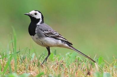 Lejsek ek šedý Muscicapa striata Konipas bílý Motacilla alba Čeleď: lejskovití Malý druh pěvce z čeledi lejskovitých o něco menší než