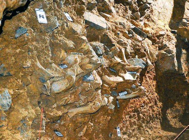 Během současného paleontologického výzkumu, probíhajícího v jeskyni Barové mezi lety 2011 a 2018, byly doposud objeveny kostní pozůstatky celkem 21 taxonů.