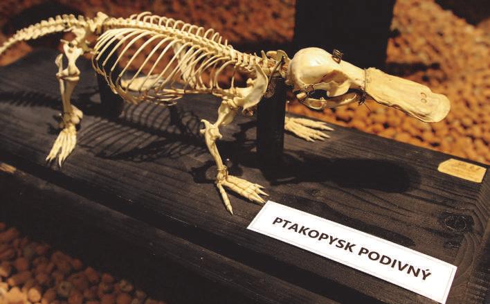 nosorožců do přírody a vynesl na speciálního konto Wildlife přes 130 000 Kč. Běhu se zúčastnilo 664 závodníků včetně herečky Ester Geislerové a moderátorky Moniky Leové.