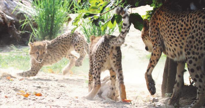 Šelmy a malí savci Gabriela Linhart Mláďata gepardů. (sj) U gepardů (Acinonyx jubatus) přinesl rok 2018 úspěšný první odchov v nové generaci.