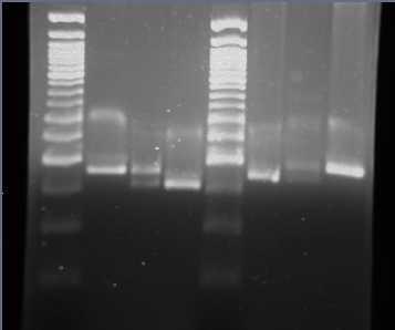 Elektroforéza umožňuje zjistit i přítomnost nespecifických produktů a dalších nečistot v PCR produktu. (Šmarda, 2005; Bartlett, 2003) Obr.