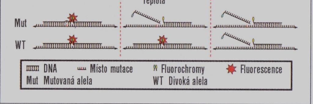 poklesu fluorescence již při nižší teplotě. Podobné je to i v případě mutací, kdy i jeden nekomplementární nukleotid k hybridizační fluorescenční sondě, mění její Tm.