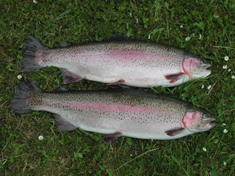 Chované druhy Pstruh duhový (Oncorhynchus mykiss)