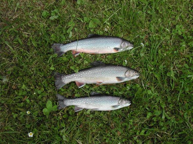 obecný f. potoční (Salmo trutta m.