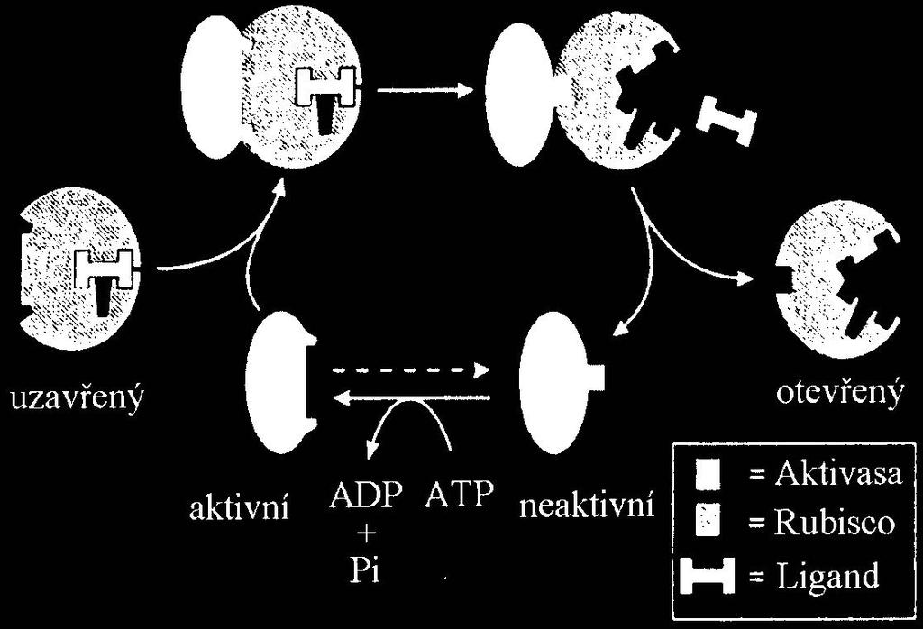 arabinitol-1-fosfát (CA1P). Hydrolýzou ATP je aktivasa aktivovaná, na tuto aktivní aktivasu se naváže Rubisco a dojde k aktivaci Rubisco specifickým p emíst ním fosfátových zbytk.