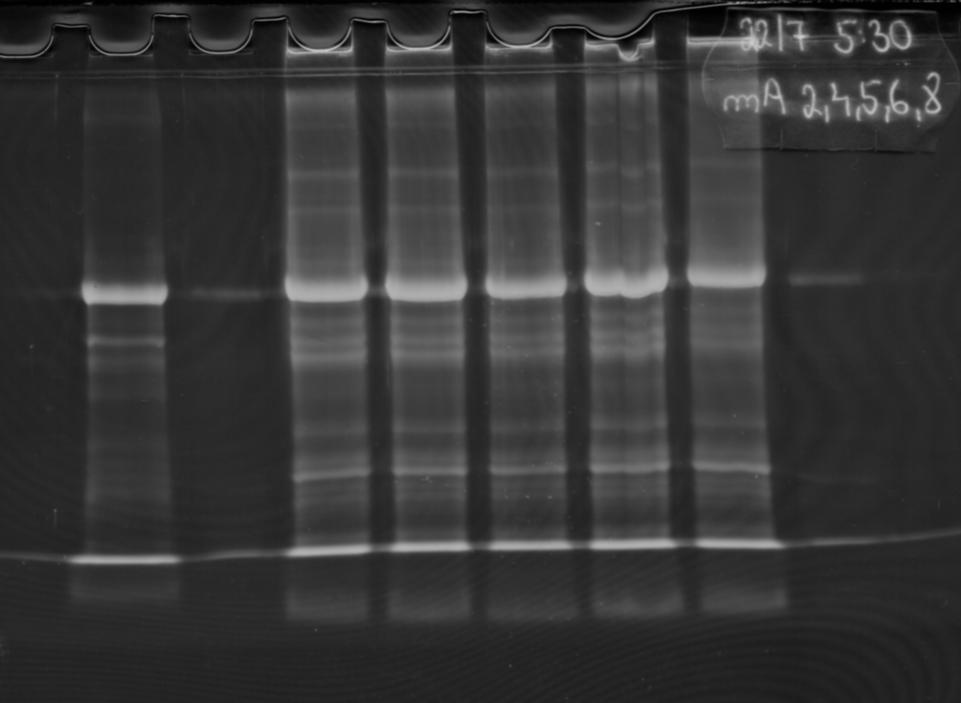 na elektroforetické sklo a zabalen do potraviná ské folie, která ho chrání p ed vysycháním. Hotové gely byly skladovány v chladni ce p i teplot do 4 C.