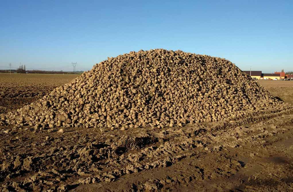 LISTY CUKROVARNICKÉ a ŘEPAŘSKÉ Ztráty cukru během dlouhodobého skladování cukrové řepy Losses of Sugar During Long-term Sugar Beet Storage Jaromír Chochola, Klára Pavlů Řepařský institut, spol. s r.