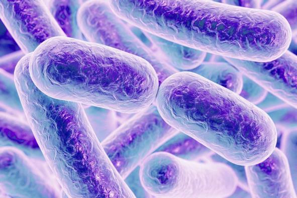 CLOSTRIDIUM DIFFICILE Clostridium difficile je G+ sporulující anaerobní tyčinka způsobující těžké kolitídy vytváří