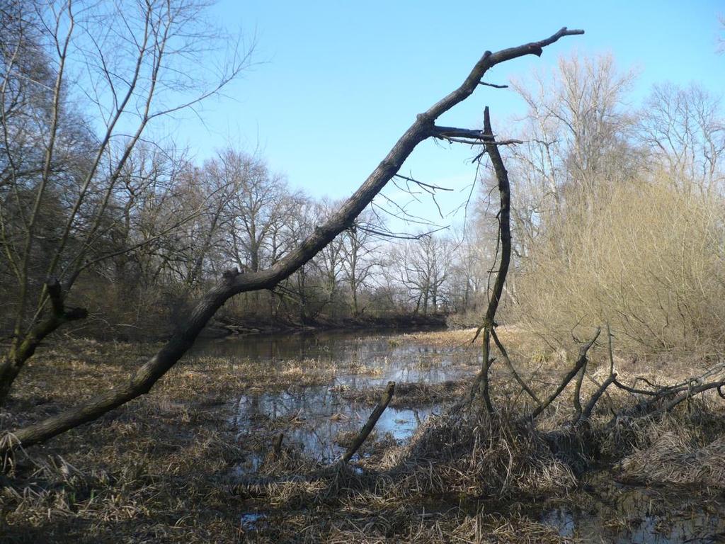 Labe, revitalizace odstaveného ramene Tůň u