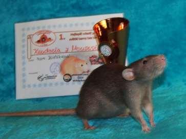 XEUDOCIA z Mouseville