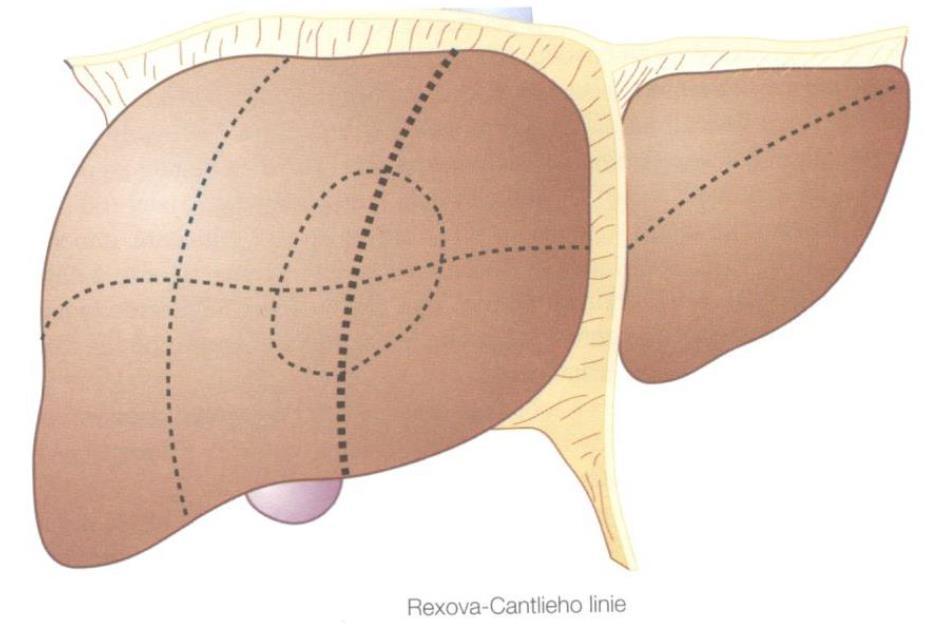 Obrázek 1 Chirurgická anatomie jater Rexova Cantlieho linie Zdroj: Skalický, 2011 Vena portae přivádí do jater venózní krev z nepárových orgánů dutiny břišní.