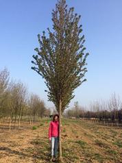 NAVRHOVANÉ VEGETAČNÍ ÚPRAVY : Cílem doplňovaných vegetačních prvků je dlouhodobá stabilizace, postupné