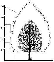 Výška kmene bude u alejových stromů 220cm a obvod kmene je uveden v