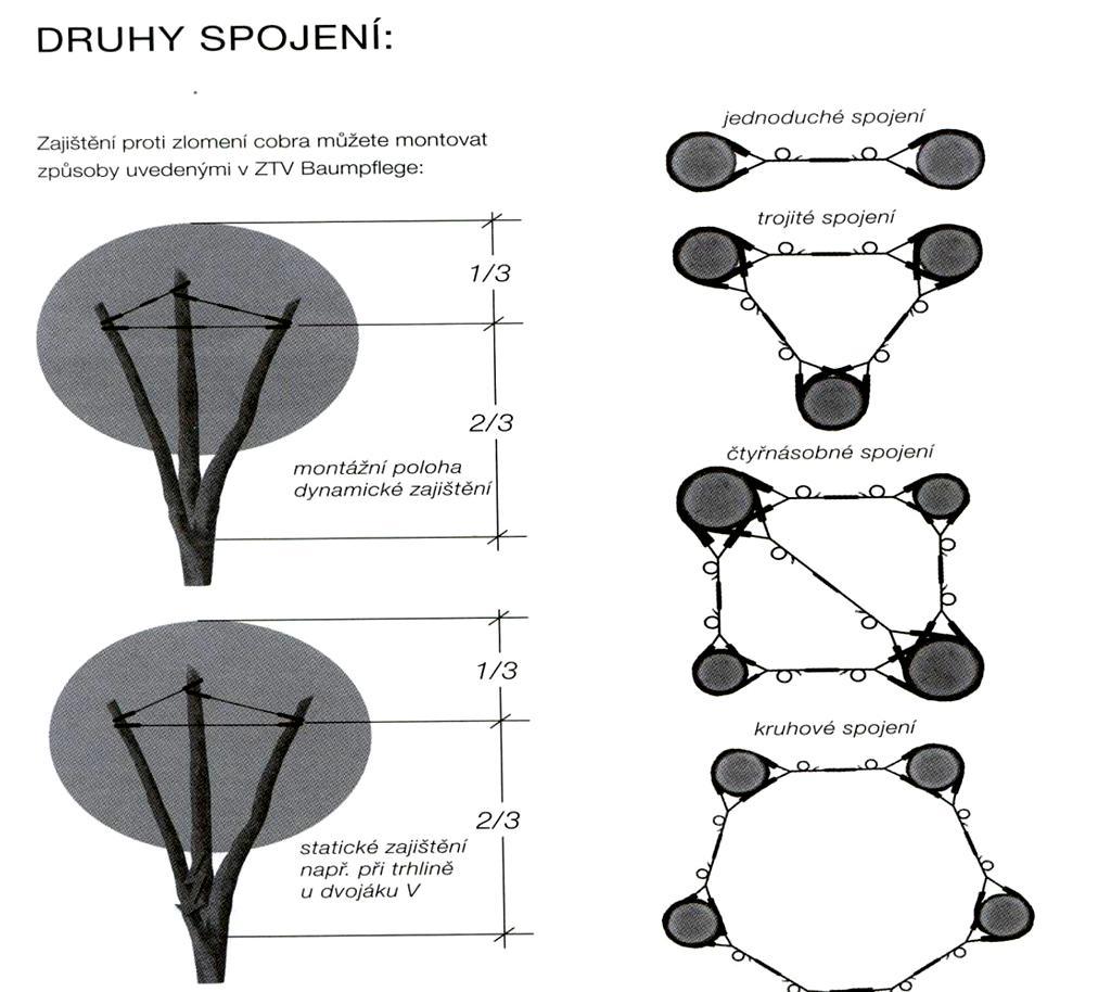 ZPŮSOB ZALOŽENÍ POJISTNÉ DYNAMICKÉ VAZBY Poznámky k realizaci pěstebních opatření Byla podrobně navržena pěstební opatření pro jednotlivé stromy s ohledem na vyhodnocení jejich aktuálního zdravotního
